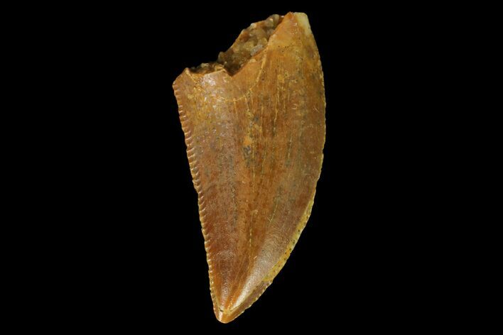 Serrated, Raptor Tooth - Real Dinosaur Tooth #152456
